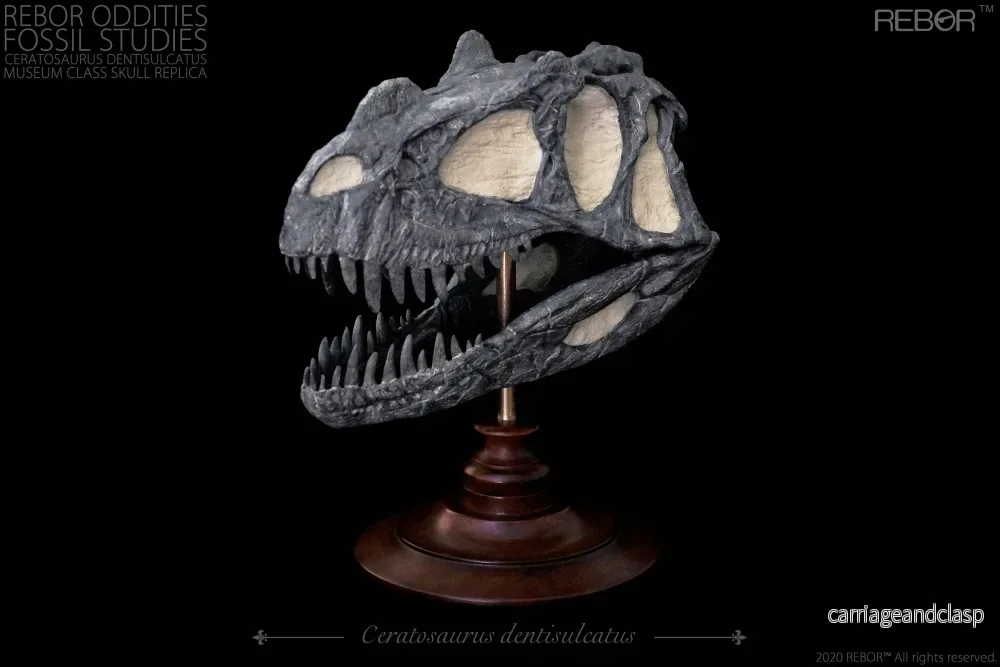 REBOR Oddities Fossil Studies Ceratosaurus Dentisulcatus Museum Class Skull Replica - Bild 2