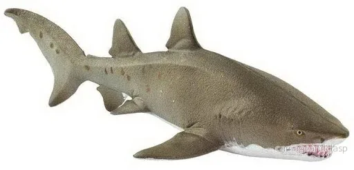 Safari Ltd - Sandtigerhaj - Bild 2