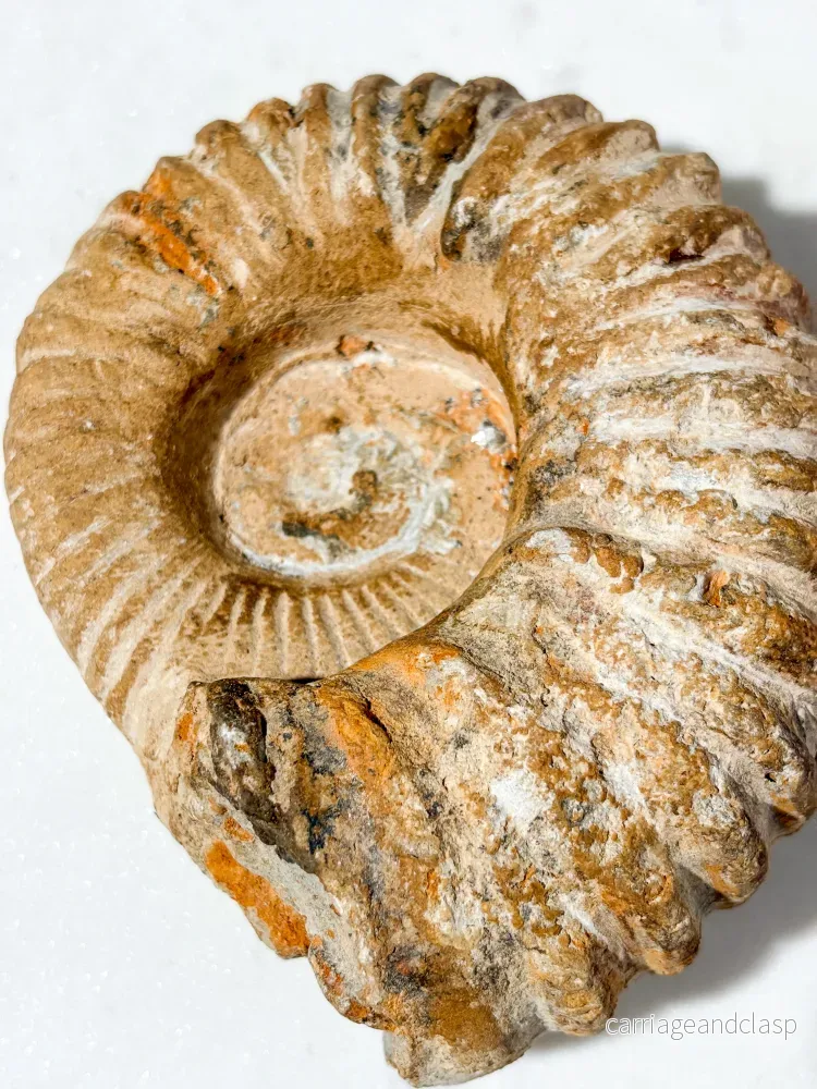 Stor ammonitfossil (nr 6) - Bild 2