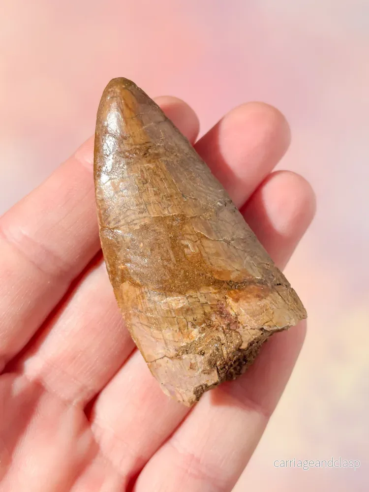Stor Carcharodontosaurus tandfossil (nr 3) - Bild 2