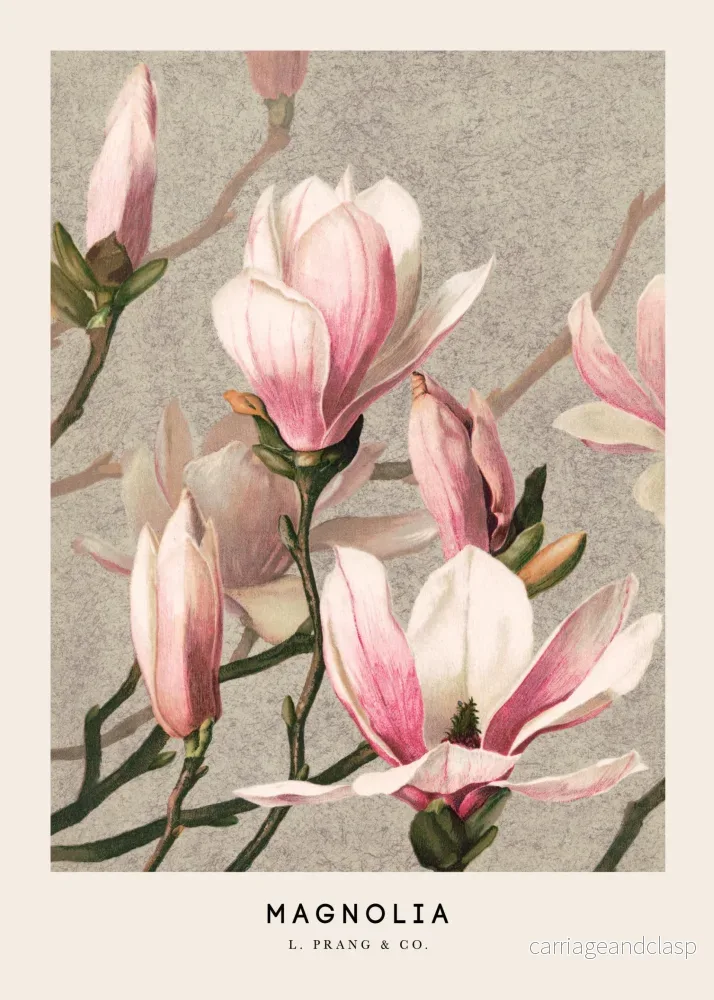 Magnolia Classique