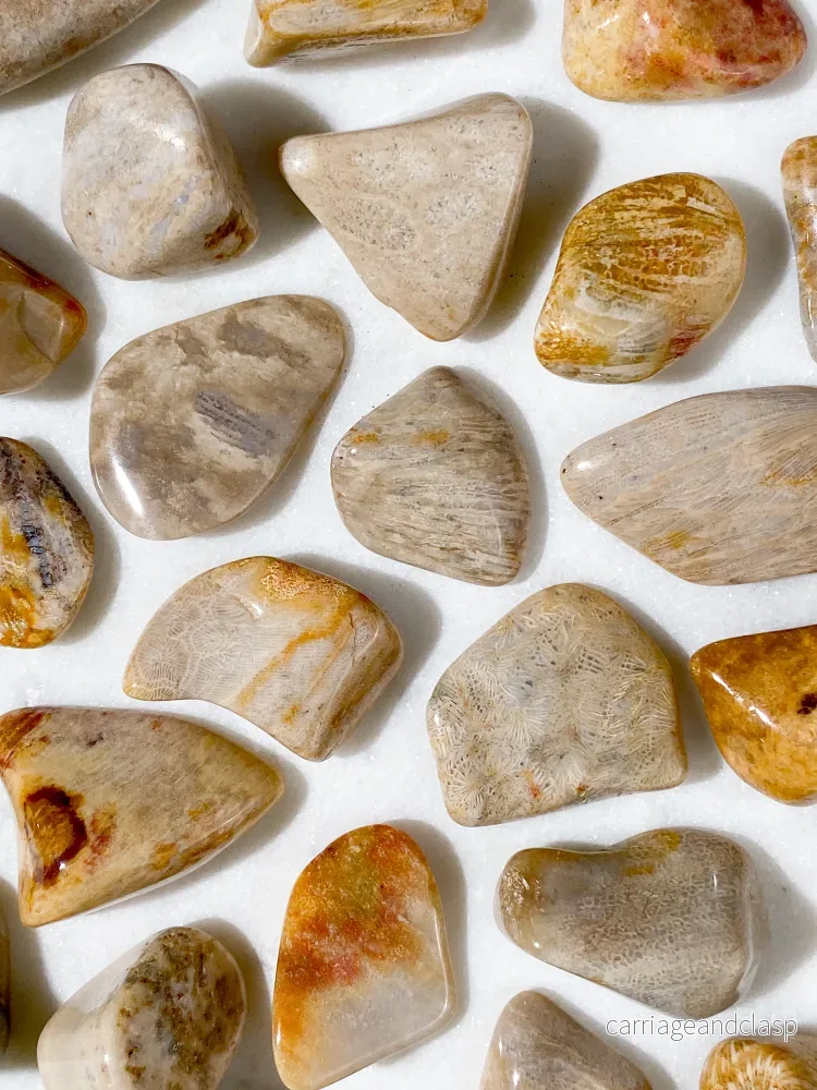 Korallrotfossil polerad Korallrotfossil polerad