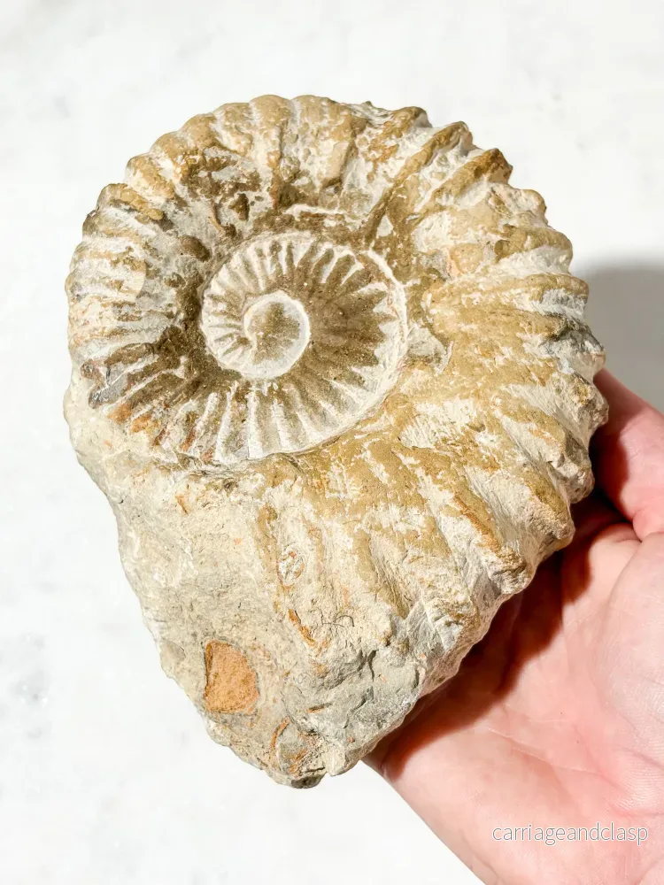 Stor Ammonitfossil (Nr. 3) - Bild 3