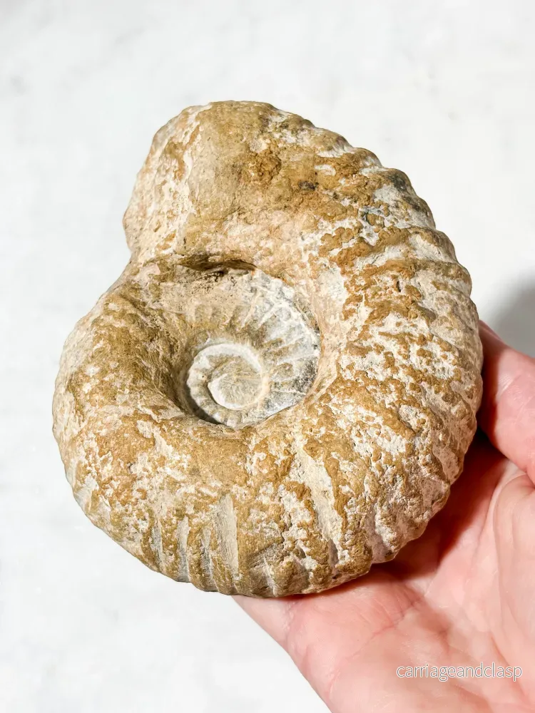 Stor ammonitfossil (nr 7) - Bild 3