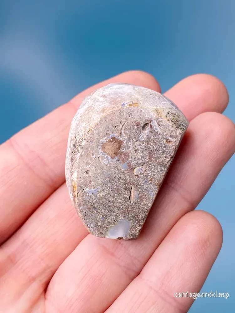Druzy Conch Fossil (nr 1) - Bild 3
