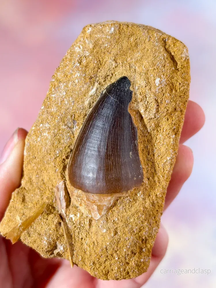 Mosasaurus-tand i sten - Fossil (Nr. 1) - Bild 3