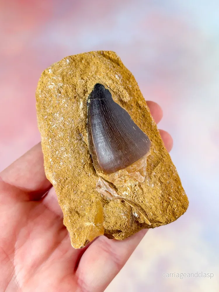 Mosasaurus-tand i sten - Fossil (Nr. 1) - Bild 2