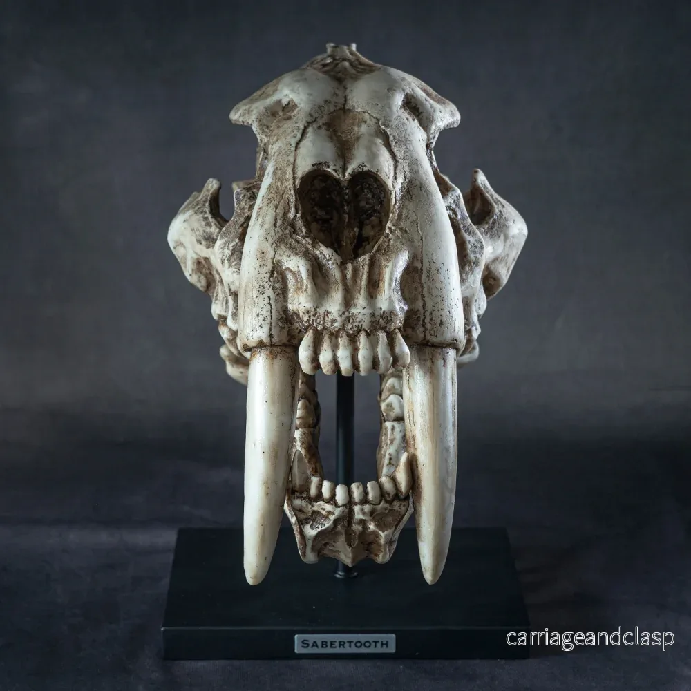 Skull Collectibles - Smilodon Skalle (Saber-tooth cat) - Bild 3