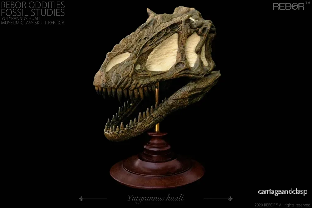 REBOR Oddities Fossil Studies Yutyrannus huali Museum Class Skull Replica - Bild 2