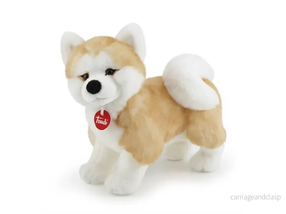Akita Ascanio
