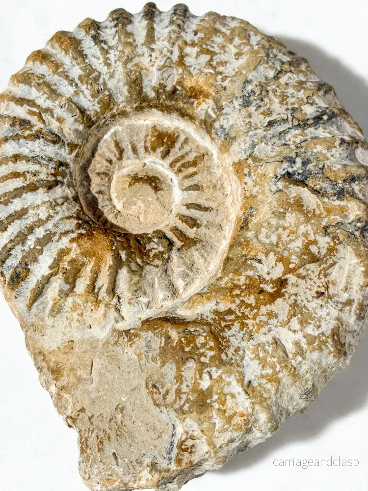 Stor ammonitfossil (nr 5) - Bild 2