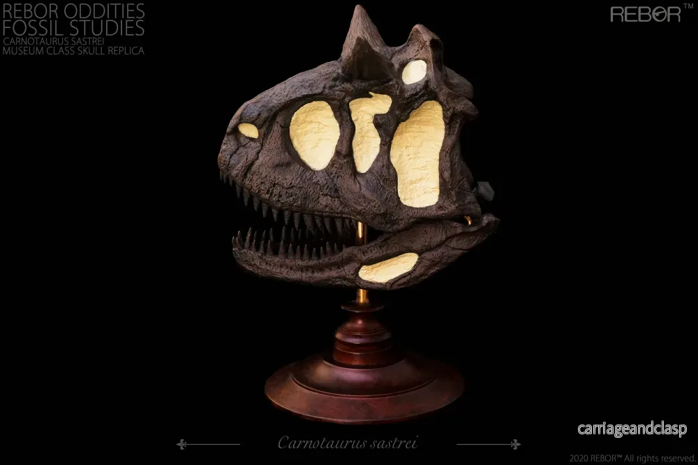 REBOR Oddities Fossil Studies Carnotaurus Sastrei Museum Class Skull Replica