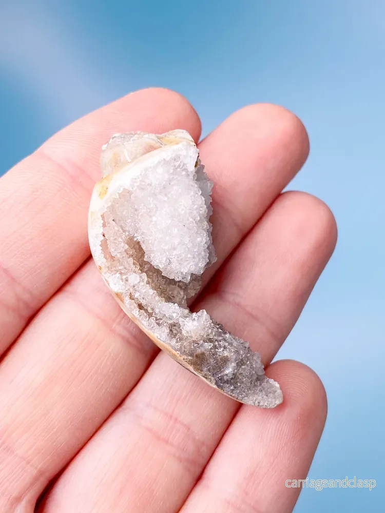 Druzy Conch Fossil (nr 18) - Bild 2