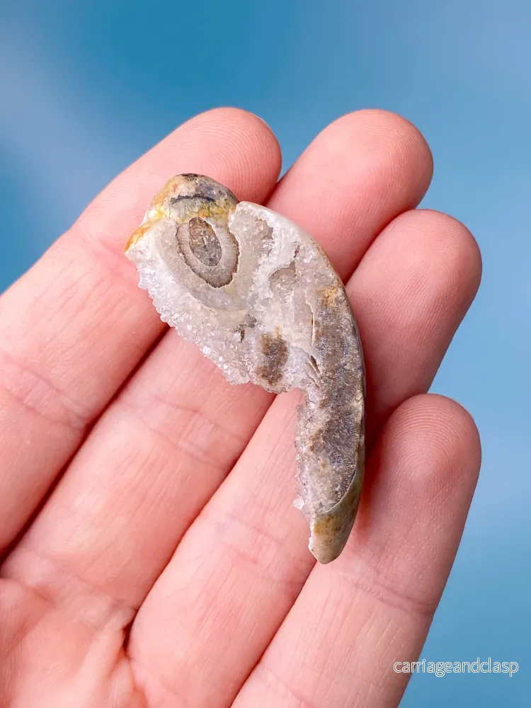 Druzy Conch Fossil (nr 18) - Bild 3
