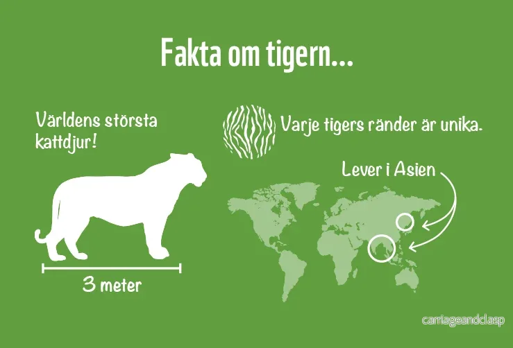 CollectA - Tiger unge gående - Bild 3