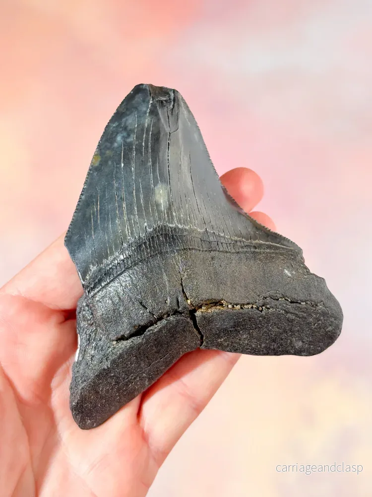 Megalodon-tandfossil (nr 3) - Bild 2