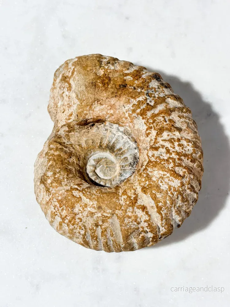 Stor ammonitfossil (nr 7)