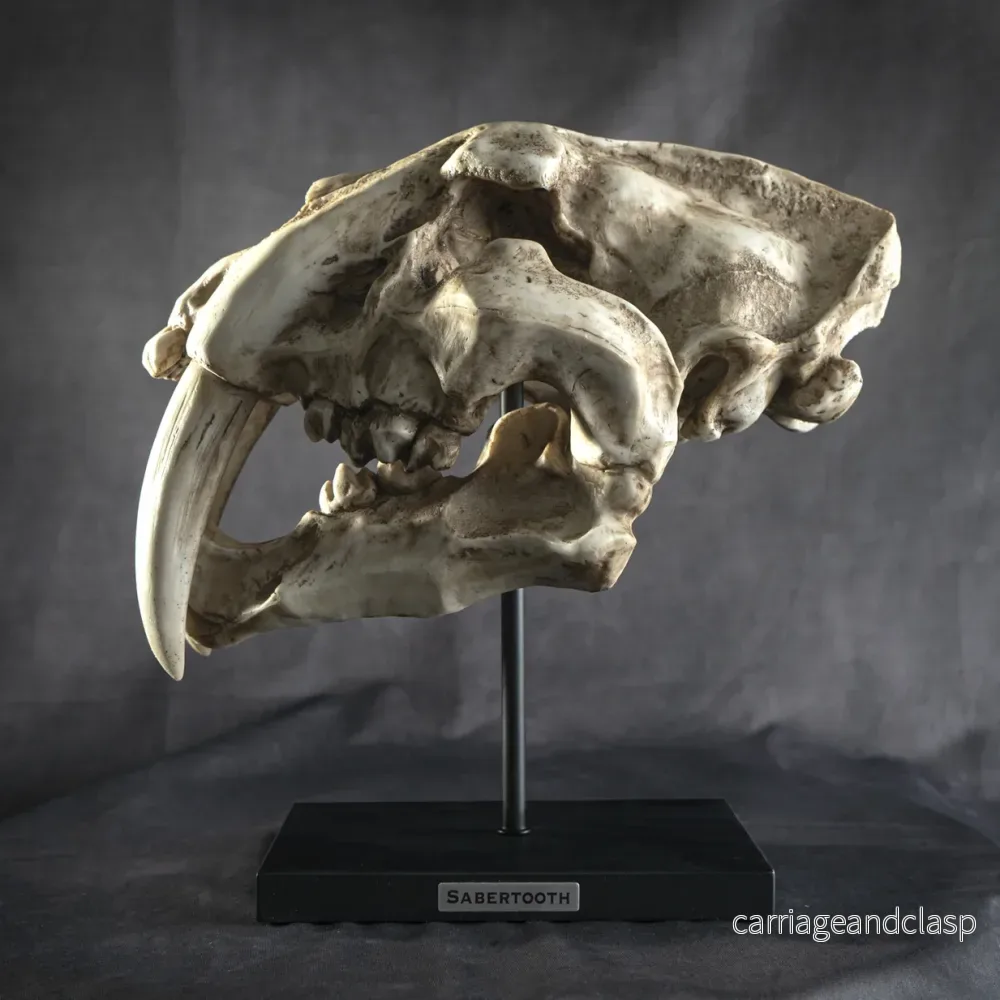 Skull Collectibles - Smilodon Skalle (Saber-tooth cat) - Bild 2