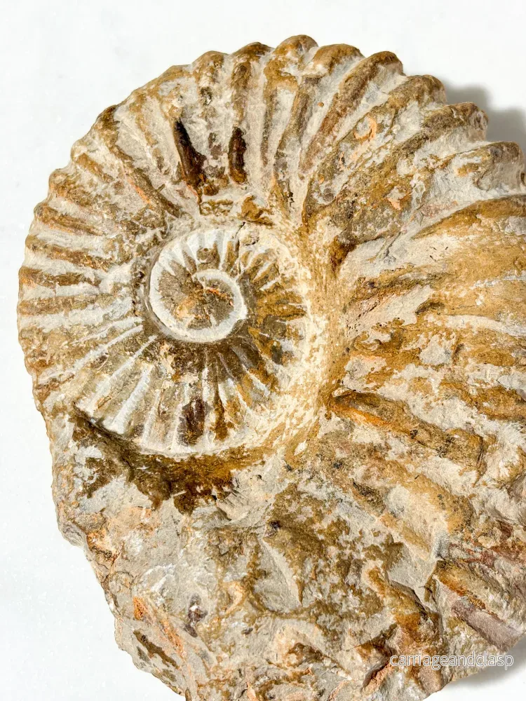 Stor ammonitfossil (nr 4) - Bild 2