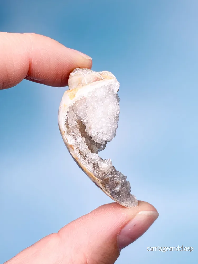 Druzy Conch Fossil (nr 18) Druzy Conch Fossil (nr 18)