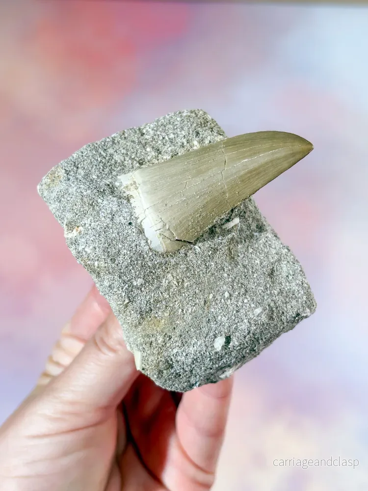 Mosasaurus-tand i sten – Fossil (Nr. 3) Mosasaurus-tand i sten – Fossil (Nr. 3)