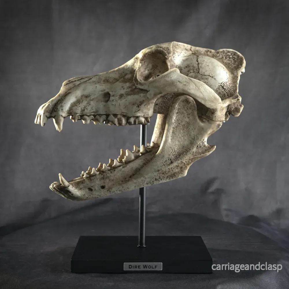 Skull Collectibles - Jättevarg Skalle (Dire Wolf)