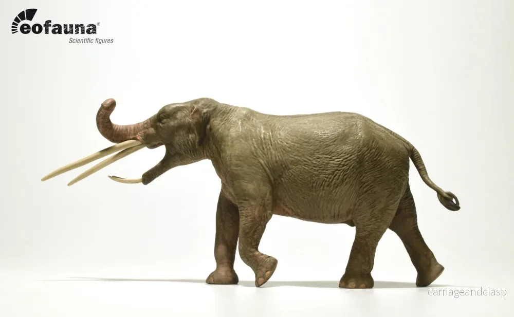 Eofauna - Konobelodon Atticus - Bild 3