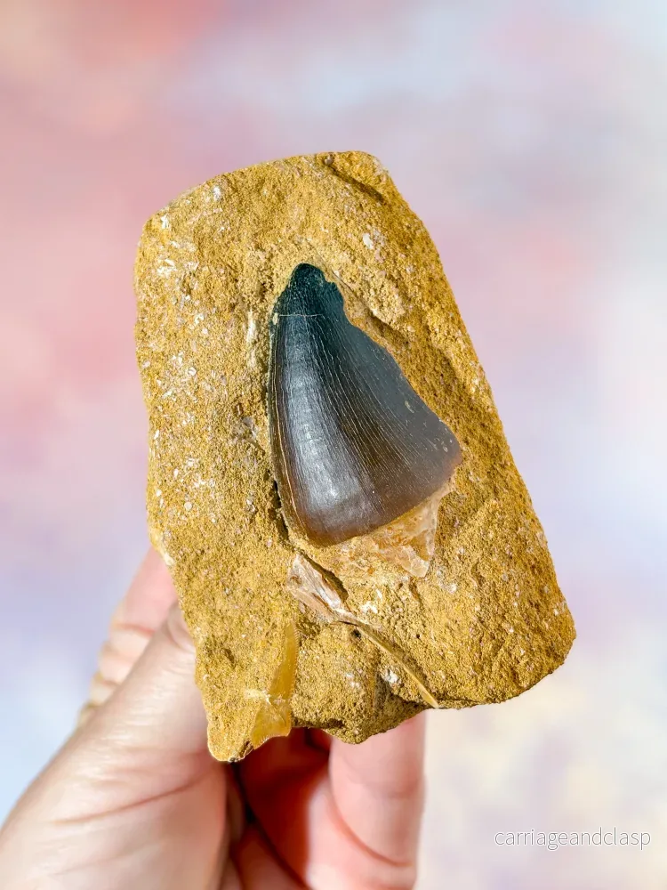 Mosasaurus-tand i sten – Fossil (Nr. 1) Mosasaurus-tand i sten – Fossil (Nr. 1)