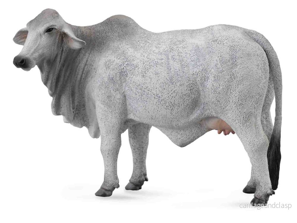 CollectA – Brahman ko CollectA – Brahman ko