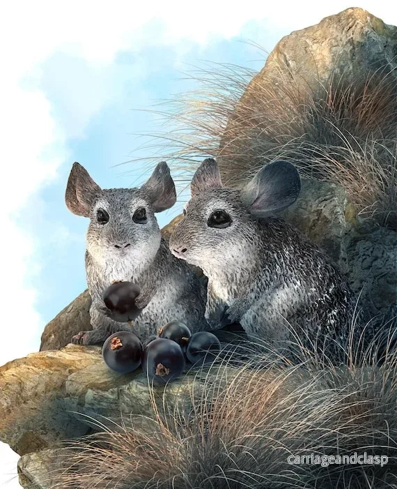 ColletcA - Liten Chinchilla - Bild 2