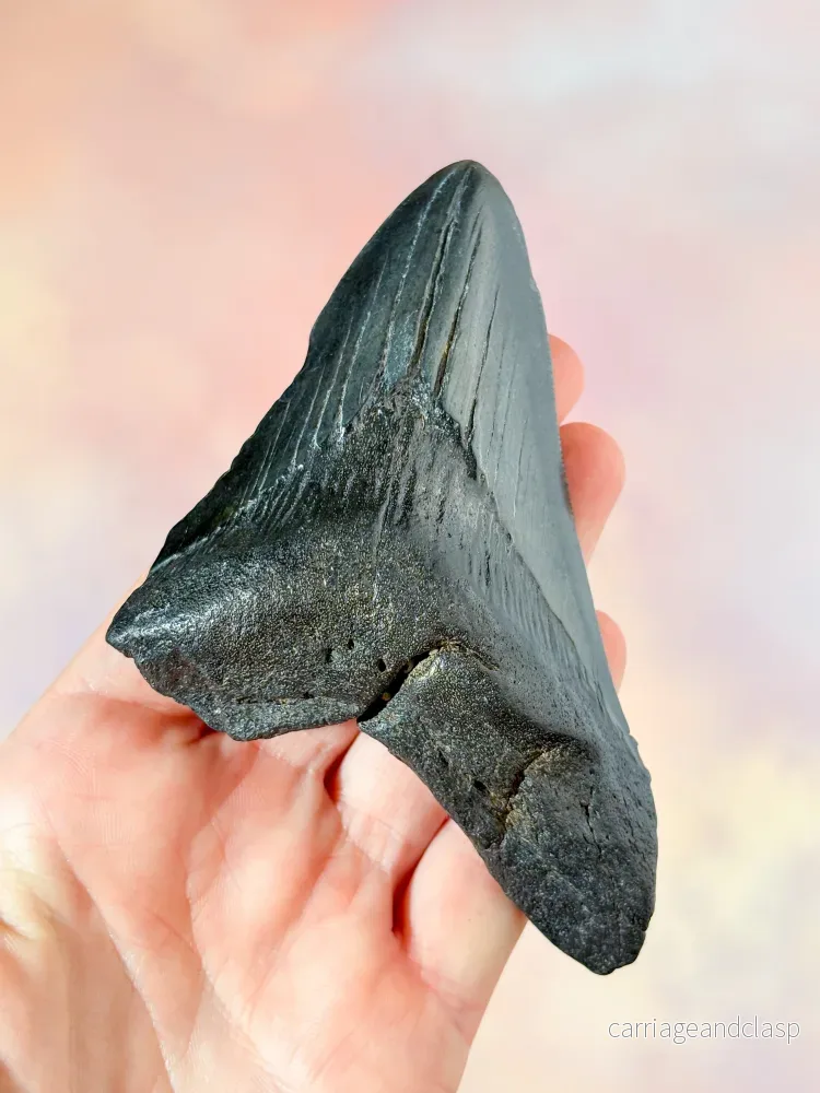 Megalodon-tandfossil (nr. 4) - Bild 2
