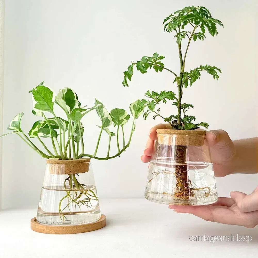 Royelux Hydroponisk Glas Växtvas med Träbas | Veska - Bild 3