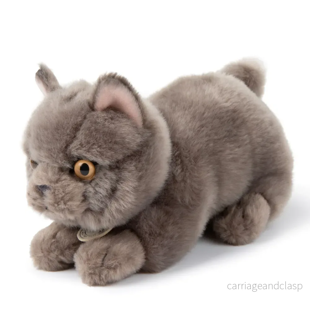 B.T. Chaps - Freddy the British Shorthair in giftbox - Bild 2
