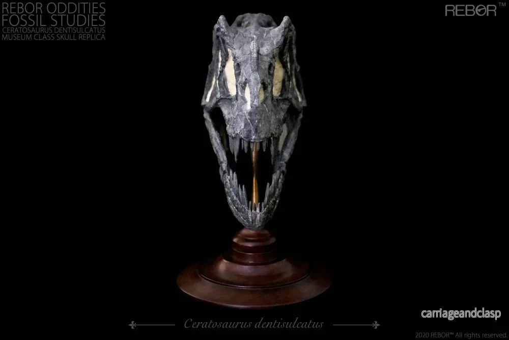 REBOR Oddities Fossil Studies Ceratosaurus Dentisulcatus Museum Class Skull Replica - Bild 3
