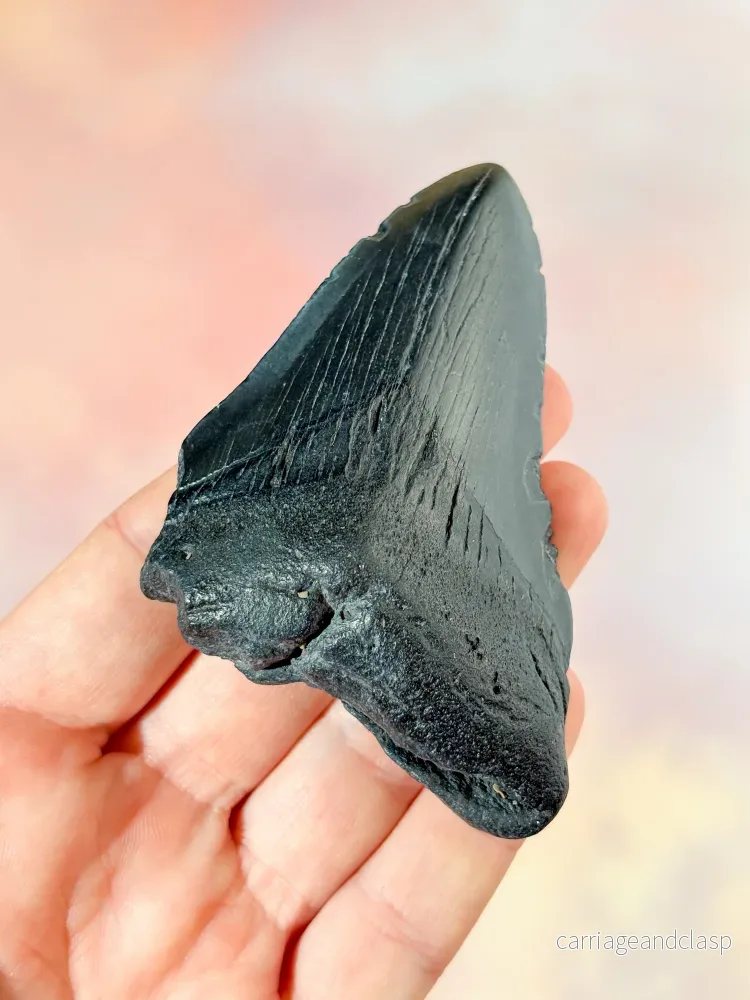 Megalodon-tandsfossil (nr 6) - Bild 2