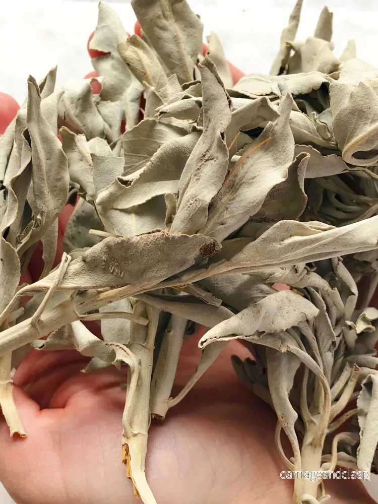 Lös Vit Sage (28g) Premium Quality - Bild 3