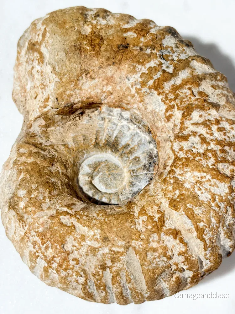 Stor ammonitfossil (nr 7) - Bild 2