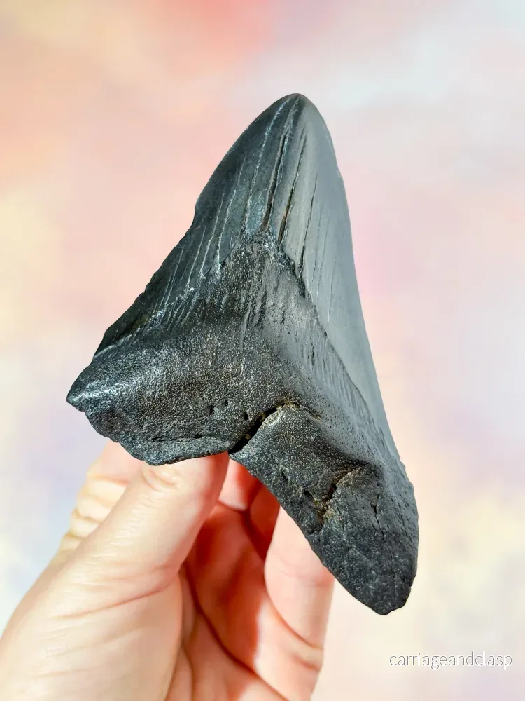 Megalodon-tandfossil (nr. 4)