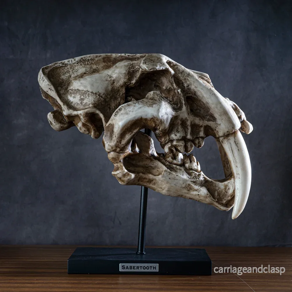 Skull Collectibles - Smilodon Skalle (Saber-tooth cat)