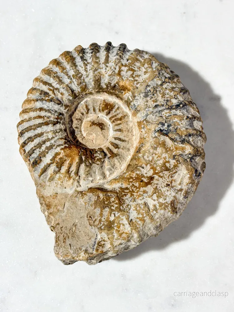 Stor ammonitfossil (nr 5)