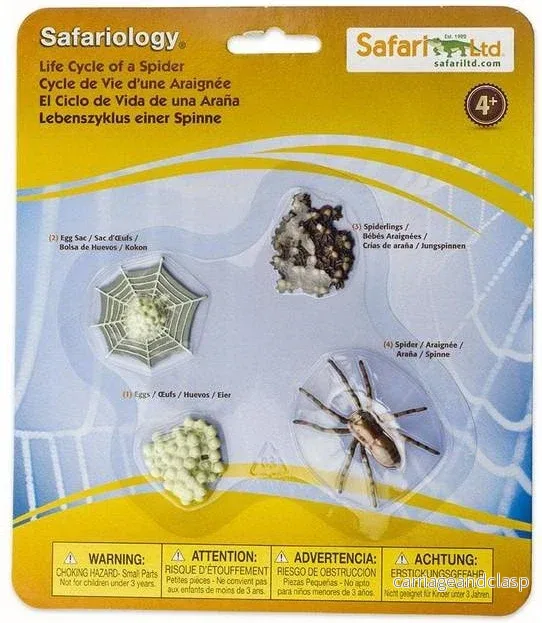 Safari Ltd – Livscykel av en spindel – Safariology® Safari Ltd – Livscykel av en spindel – Safariology®