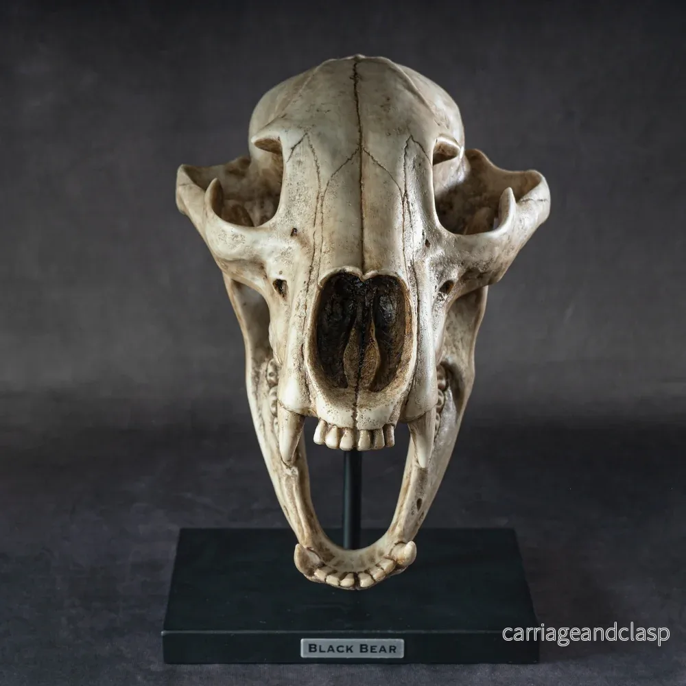 Skull Collectibles - Svartbjörn Skalle - Bild 3
