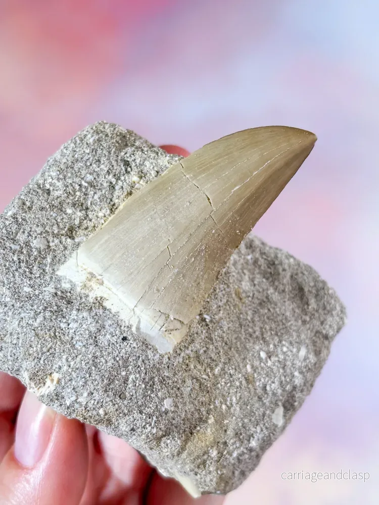 Mosasaurus-tand i sten - Fossil (Nr. 3) - Bild 3