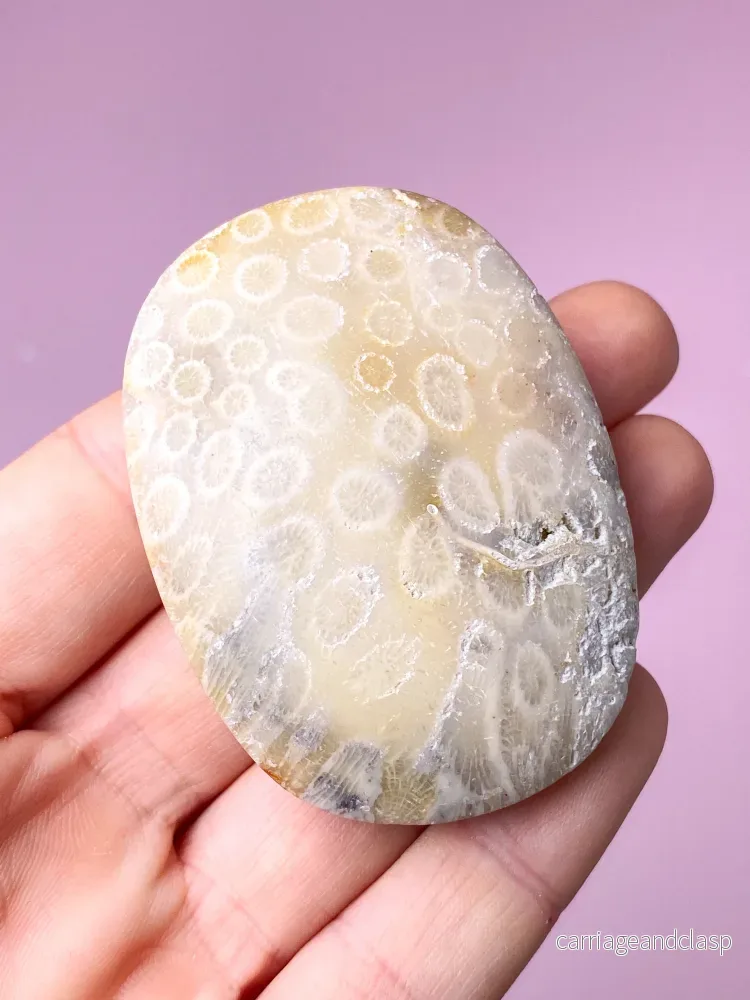 Korallrotfossil palmsten (nr 2) - Bild 2