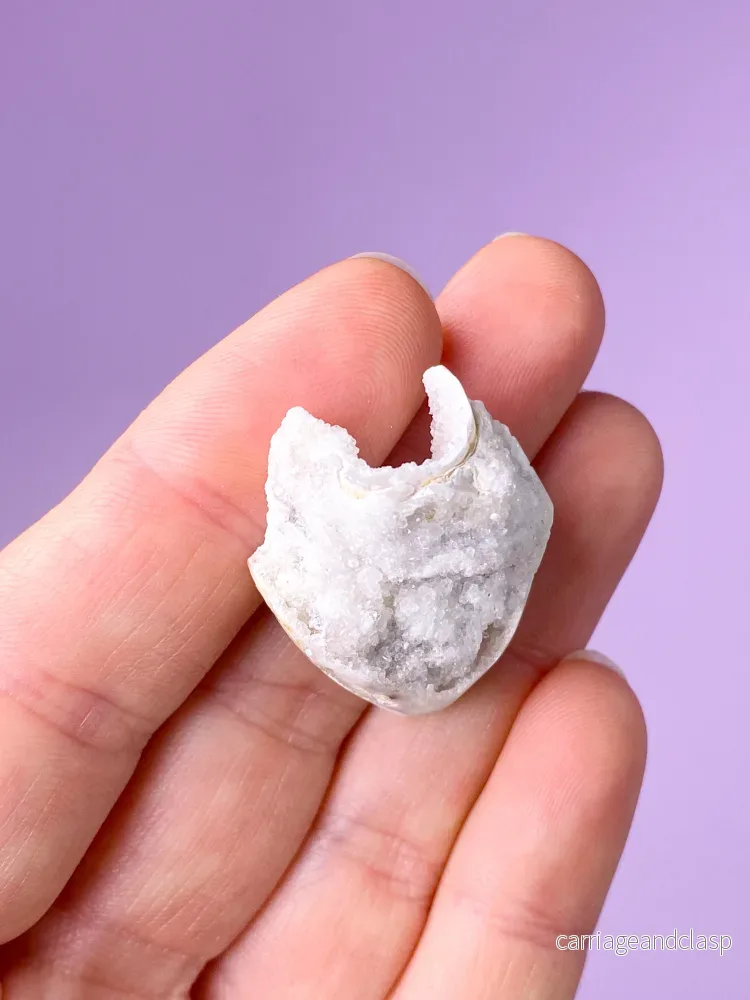 Druzy Conch-fossil (nr 23) - Bild 2