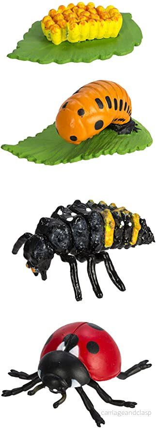 Safari Ltd - Livscykel av en nyckelpiga - Safariology® - Bild 3