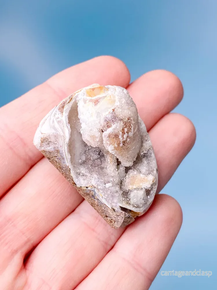 Druzy Conch Fossil (nr 1) - Bild 2