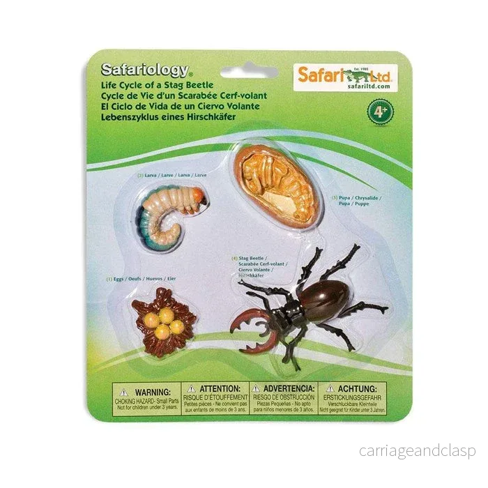Safari Ltd - Livscykel av en Ekoxe - Safariology®