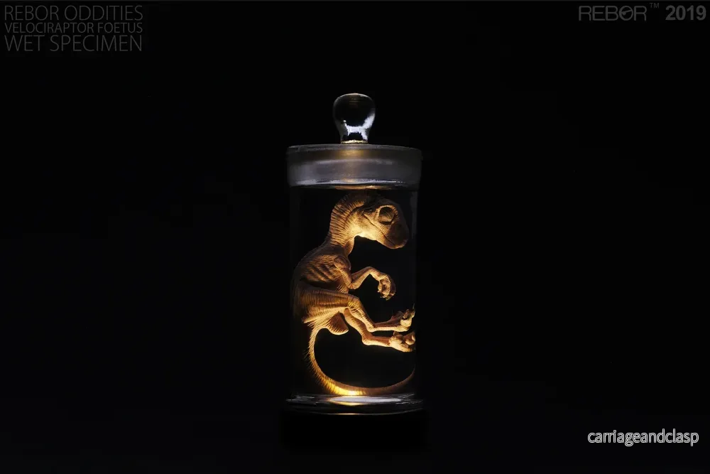 REBOR Oddities Velociraptor Foetus Wet Specimen with Light Up Base