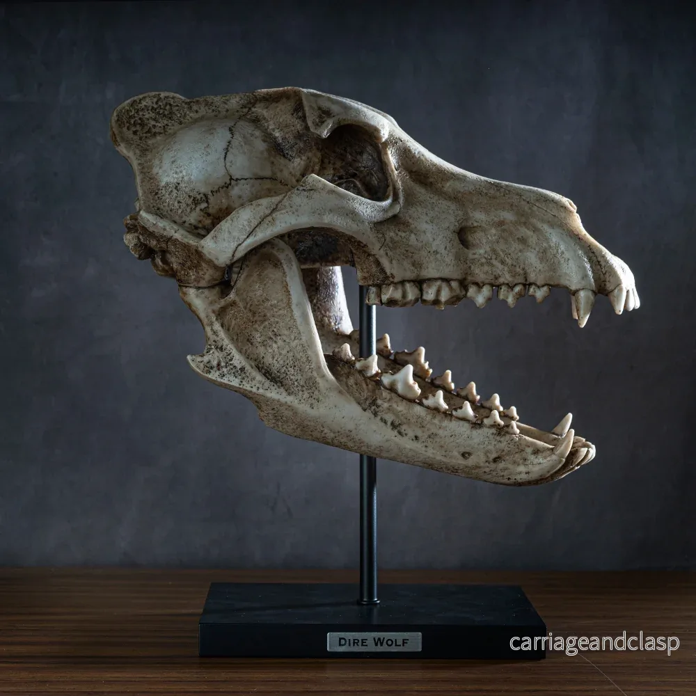 Skull Collectibles - Jättevarg Skalle (Dire Wolf) - Bild 2